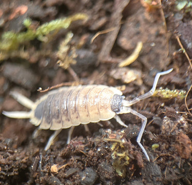 Porcellio Silvestri Black Senia Isopods